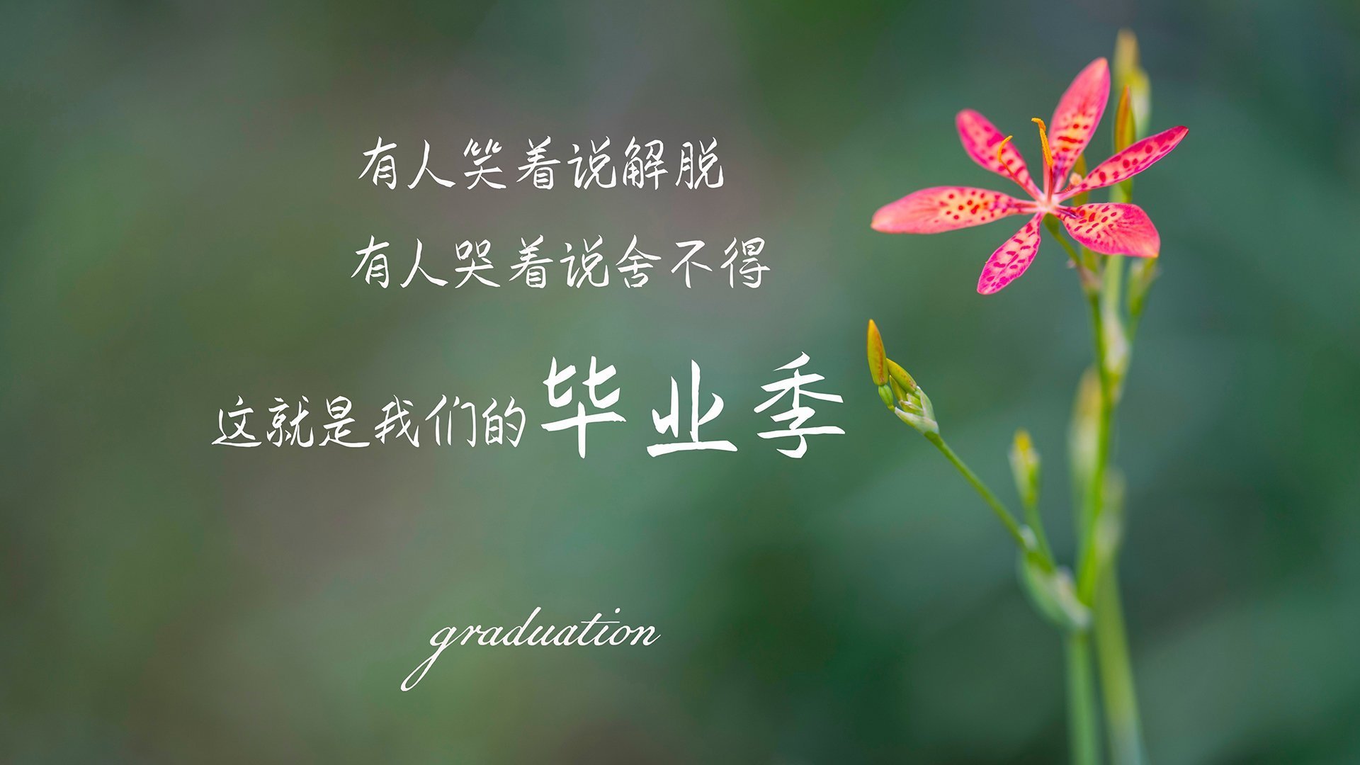 沃尔夫斯堡将在主场挑战勒沃库森，沃尔夫斯堡足球队 官网